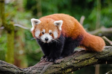 filered panda jpg wikimedia commons