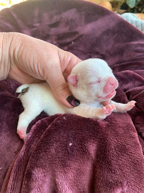 Platinum and Merle French Bulldog Litter: March 30, 2021 - The French Bulldog
