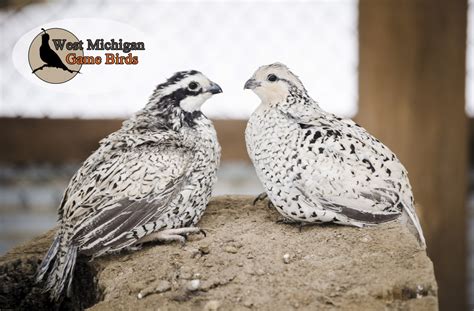 Snowflake Bobwhite Quail Hatching Eggs