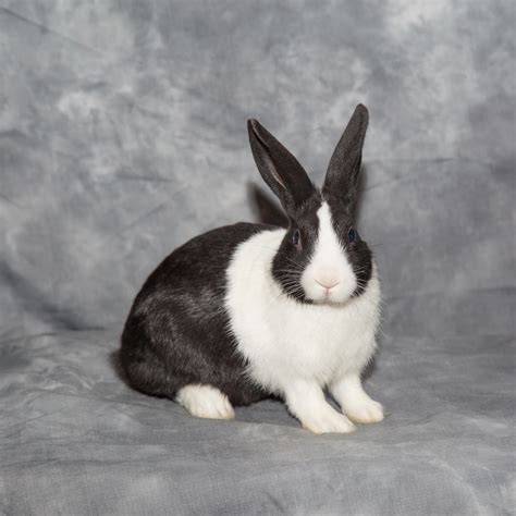 Hare Black And White