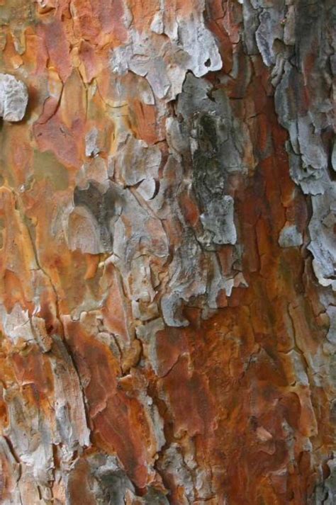 scots pine rivendell tree farm