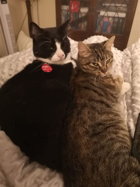 trying to find my old cats - details in comment : r/brighton