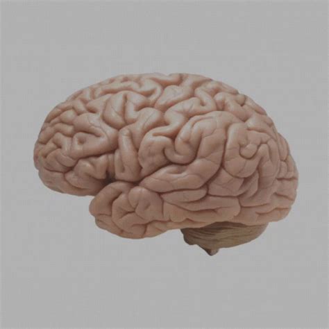 brain gif brain descobrir  compartilhar gifs