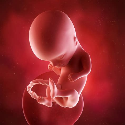 Com 14 Semanas Da Pra Sentir O Bebe Mexer - 14 Semanas de Gravidez | Gravidez semana a semana