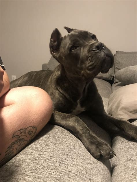 Yesterday we adopted a 6 month old Cane Corso. Meet Freyja! : r/aww
