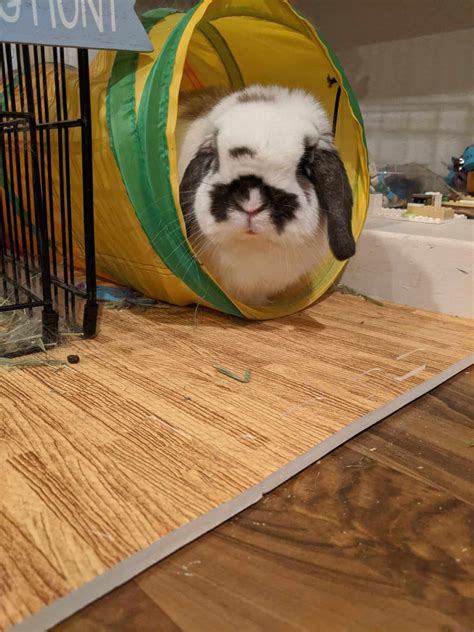 why is canary scratching fast 1