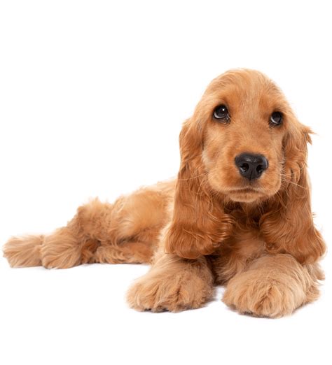 cuccioli cocker zampastic