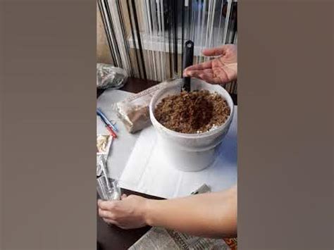 Универсальный грунт для размножения бегоний,фуксий,бальзаминов,кампанул ...