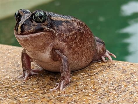 Common Frogs Perth at Kyle Rodriguez blog