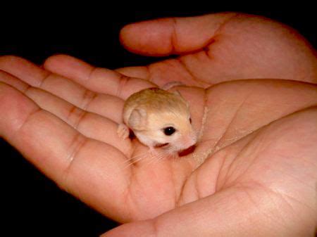 17 Best images about Jerboa! on Pinterest | Spotlight, Miniature and Africa