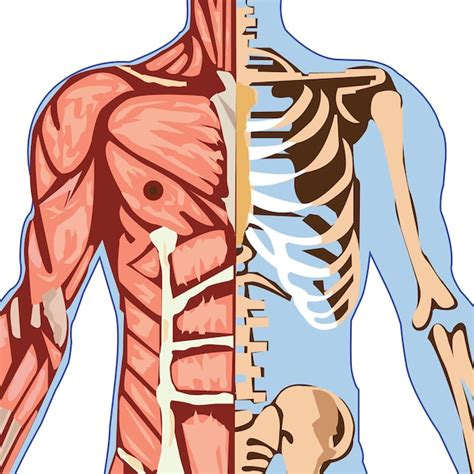 O Que É Parte Superior - Estrutura da parte superior do corpo Anatomia do esqueleto humano ...