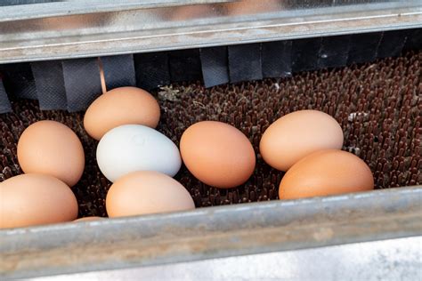 Shelf Life Refrigerated Eggs Might Be Longer Than You Actually Think - RYZE Superfoods