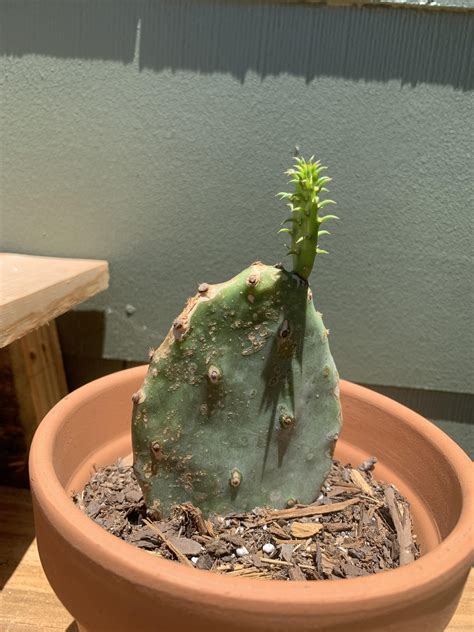 Little prickly I found laying in a pile of weeds is growing 😍 : r