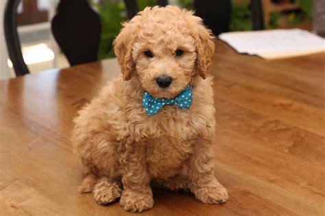 Best Mini Goldendoodle Breeders Ontario at Danny Cain blog