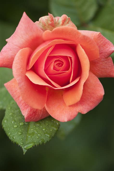 Your secret admirer might gift you blue roses – Artofit