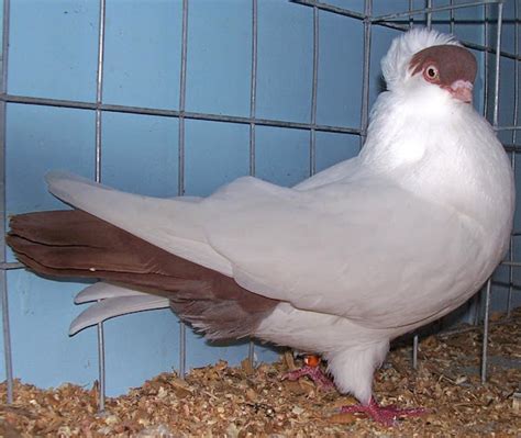Shiraz Tumbler Pigeon