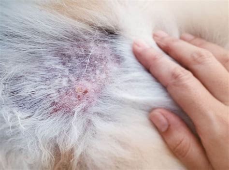 how to treat a bacterial infection in dogs