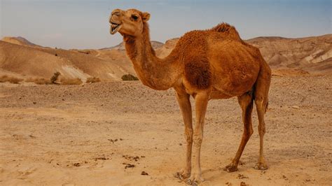 hewan unta perumperindocoid