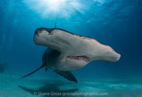 The Hammerheads of Bimini - Underwater Photography Guide