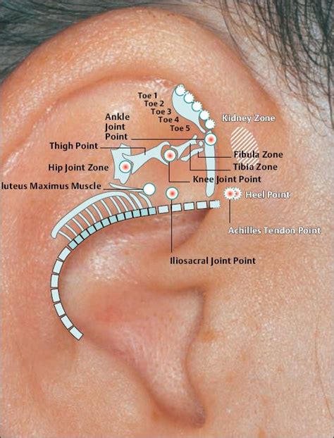 Topography and Indications of Auricular Acupuncture Points According to ...