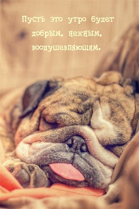Картинки с надписями. Пусть это утро будет добрым, нежным, воодушевляющим..