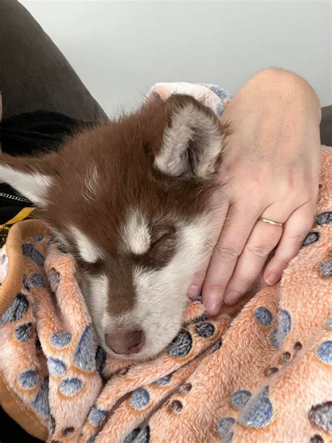 The Mally Pack - A cold Malamute. 🤔 or a spoiled one.