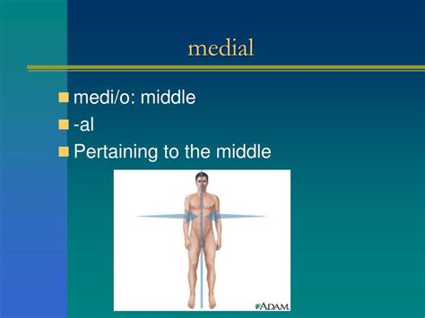 PPT - Chapter 2: Terms Pertaining to the Body as a Whole PowerPoint ...