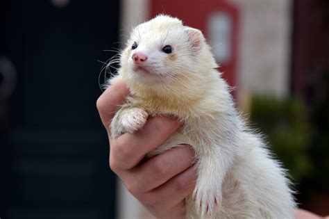 ferret animal      ferret animal stock