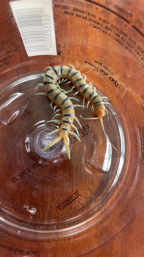 black beetles in house 4