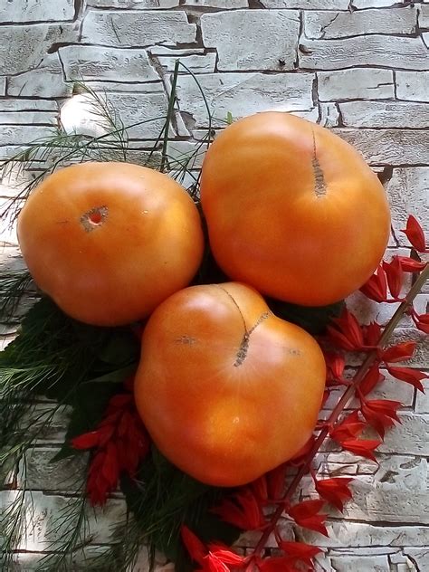 Бізон помаранчевий - zytina-tomat.com