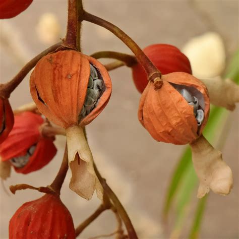 Shell Ginger (Alpinia zerumbet)
