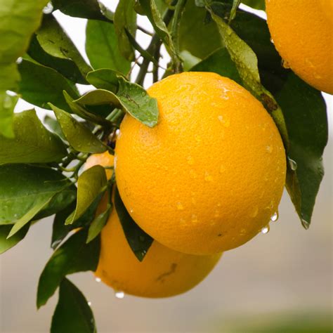 Operational Units – Komati Fruits