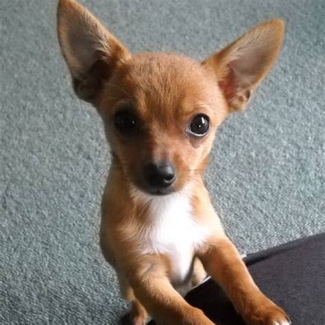 Cutest Miniature Dog Breeds | World of Animal | Chihuahua mixed breeds ...