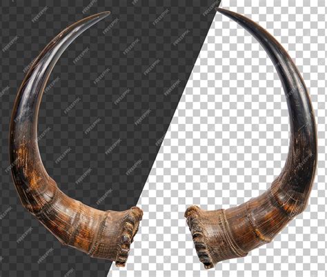 premium psd curved horn shells  transparent background stock png