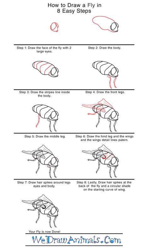 how to draw fly