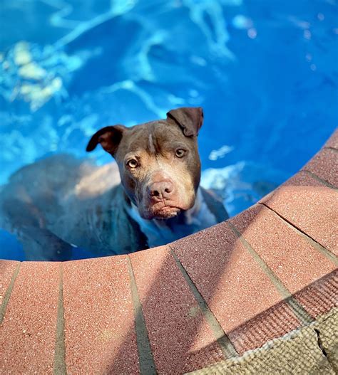 Do Pitbulls Like To Swim