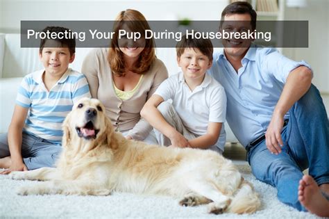 tips  housebreaking  pet pet magazine
