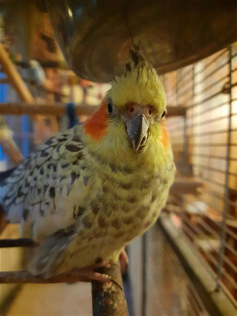 why is cockatiel stressed easily 1