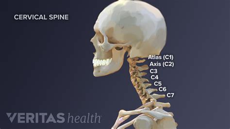 The C1-C2 Vertebrae and Spinal Segment