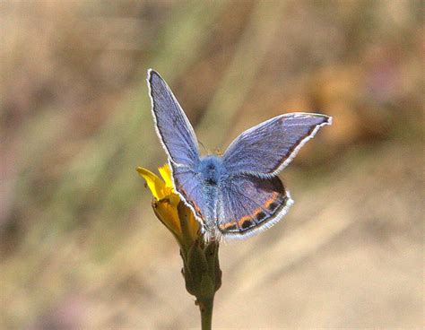 Acmon Blue Butterfly – Mendonoma Sightings