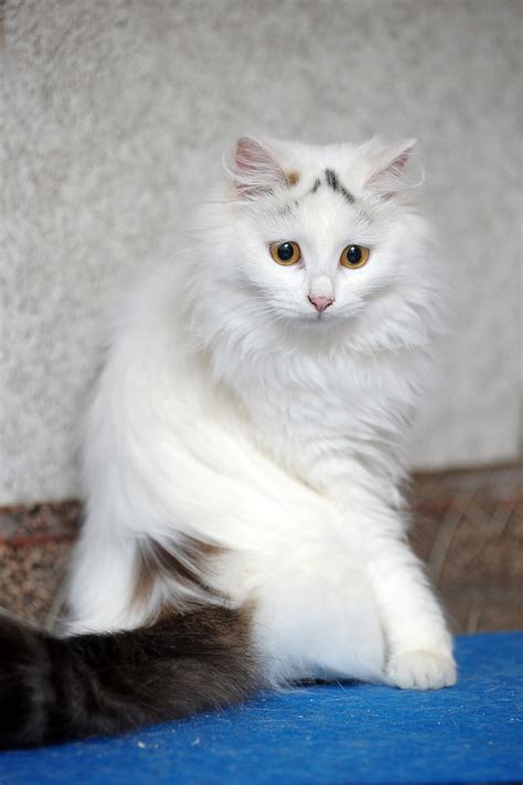 Türkisch Van Steckbrief | Geschichte, Wesen & Haltung