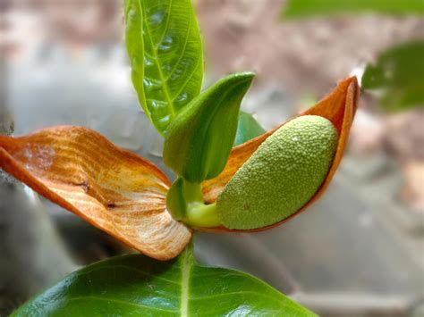 Jackfruit Flower at James Farris blog