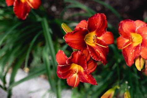 How to Grow and Care for Tiger Lilies