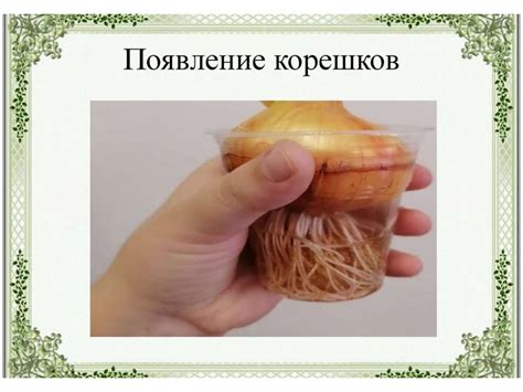 Образовательные ткани. Конус нарастания побега. Рост кончика корня ...
