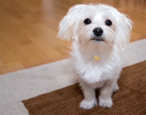 Facts About Maltese Dogs | ASPCA Pet Health Insurance