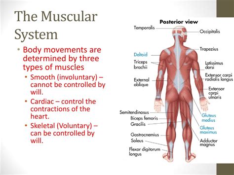 PPT - The Muscular System PowerPoint Presentation, free download - ID