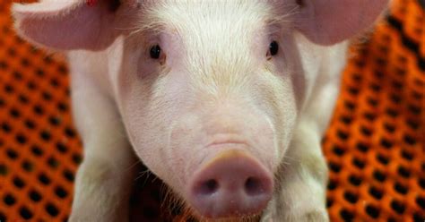 genetically modified pigs    shortage  organs