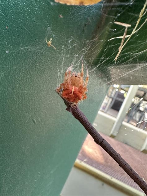 Spider Identification : r/insects