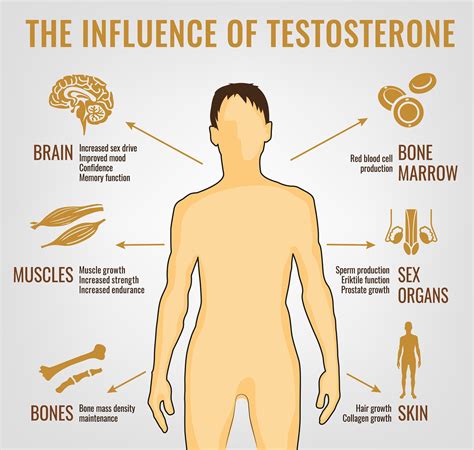 4 Proven Ways to Increase Testosterone Levels Naturally - Harcourt Health 
