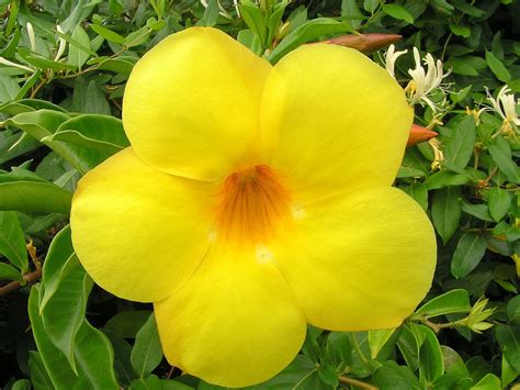 Alamanda É Venenosa